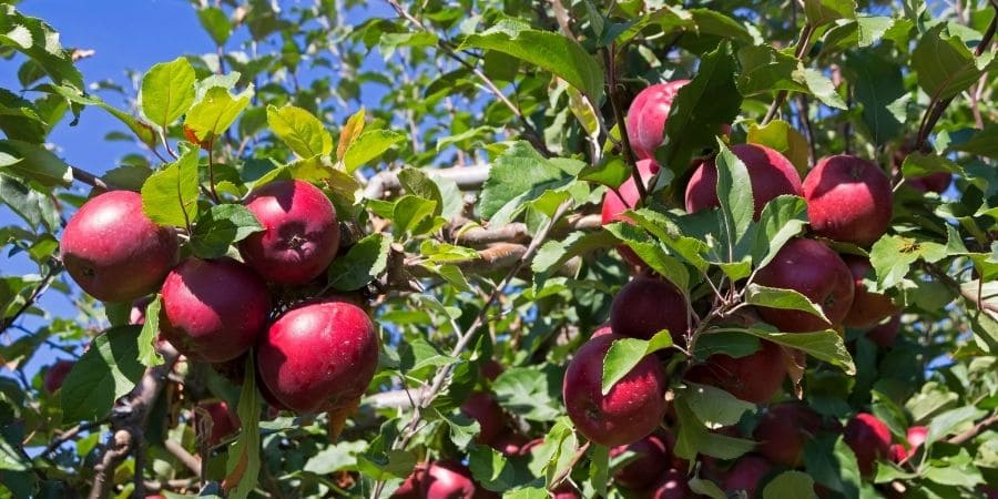 U-pick apple orchard corvallis or