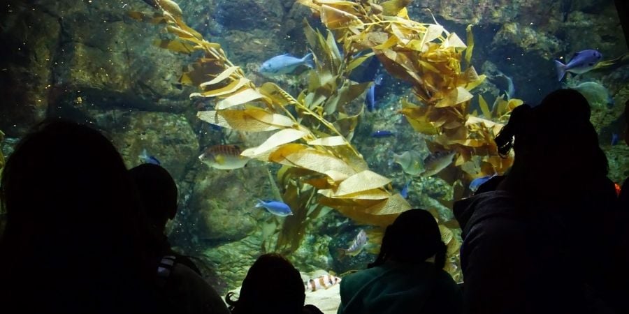 families viewing kelp forest at oregon coast aquarium