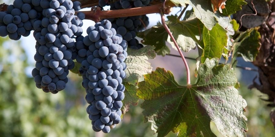 wine vineyard in oregon